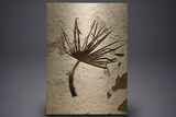 Impressive Fossil Palm and Fish Mural - Ready To Hang #382737-14